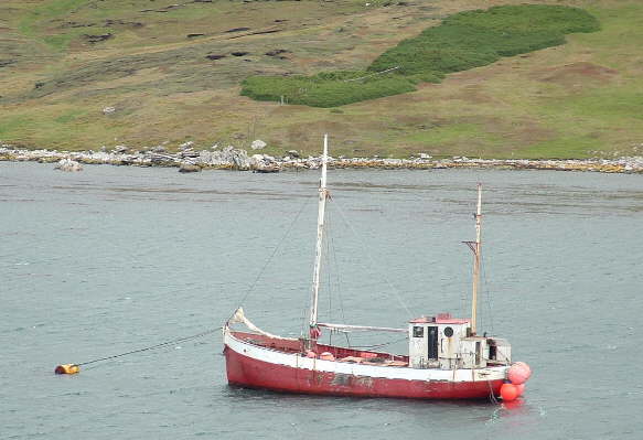 Foto de la Pen&eacute;lope en las Islas Malvinas - Fuente: Jeannette Clarke