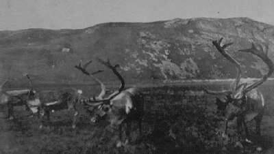 Foto de los renos de la isla San Pedro - Fuente: Dto. Estudios Históricos Navales