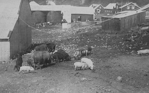 Foto de los cerdos de Grytviken - Fuente: Dto. Estudios Históricos Navales