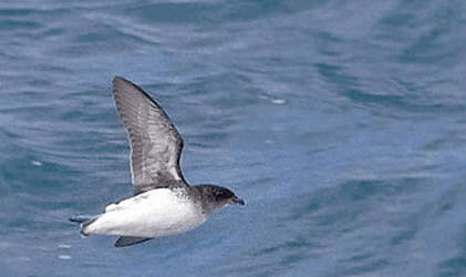 Foto del petrel zambullidor de las Georgias - Fuente: Cristopher Taylor