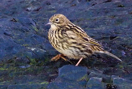 Foto de la cachirla ge&oacute;rgica - Fuente: Garry Bakker