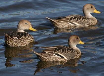 Foto del pato maicero - Fuente: Ricardo Moller Jensen