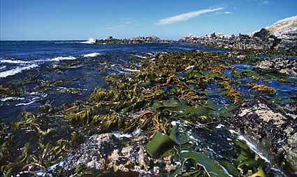  Foto de algas en las costas de las Malvinas - Fuente: Fabrice Bettex
