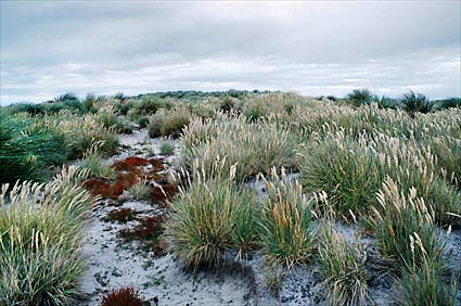 Foto del pasto tussock en la isla de los Leones Marinos, del archipi&eacute;lago de las Malvinas - Fuente: Fabrice Bettex