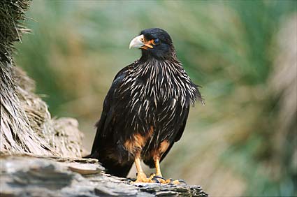 Foto del carancho negro austral - Fuente: Fabrice Bettex