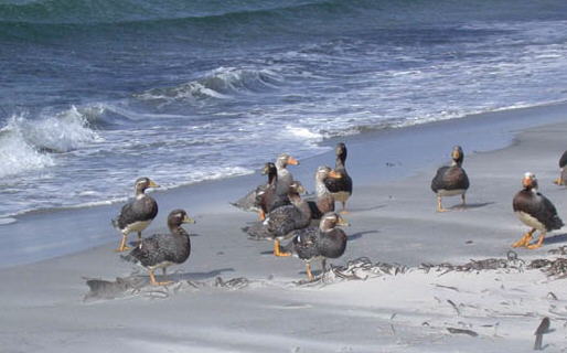 Foto del pato vapor de las Malvinas - Fuente: Katie Townsend
