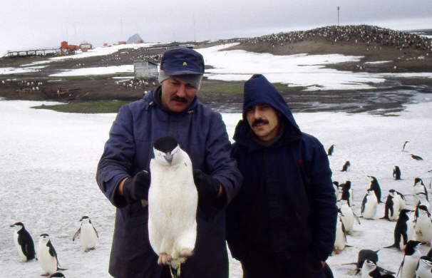 Foto de la isla Morrell, del Grupo Thule del Sur (Islas Sandwich del Sur)- Fuente: Carlos Court Lucero